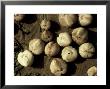 Sea Potatos, Washed Up, Uk by Paul Kay Limited Edition Print