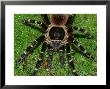 Brazilian Giant Black & White Tarantula, Acanthoscurria Brocklehursti, Subadult by Brian Kenney Limited Edition Print