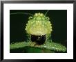 Rainforest Katydidlirometopum Coronatumwith Funny Face Costa Rica, Rainforest by Brian Kenney Limited Edition Print