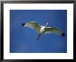 White Ibis, Flight, Florida by Brian Kenney Limited Edition Print