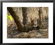 Bengal Tiger, 11 Month Old Cub, Madhya Pradesh, India by Elliott Neep Limited Edition Print