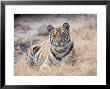 Bengal Tiger, Young Female Lying In Soft Grass, Madhya Pradesh, India by Elliott Neep Limited Edition Print
