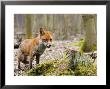 Red Fox, Alert Fox Standing Next To Fallen Tree, Lancashire, Uk by Elliott Neep Limited Edition Print