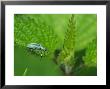 Nettle Weevil On A Stinging Nettle Leaf, Hertfordshire, Uk by Elliott Neep Limited Edition Print