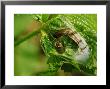 Scaffold Web Spider, Feeding On Caterpillar Victim, Middlesex, Uk by Elliott Neep Limited Edition Print