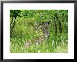 Roe Deer, Buck Reaching Up To Eat Spring Leaves, Sussex, Uk by Elliott Neep Limited Edition Print
