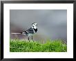 Pied Wagtail, Standing In Grass, Scotland by Elliott Neep Limited Edition Print