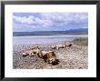 African Lions, Sleeping, Tanzania by Owen Newman Limited Edition Print