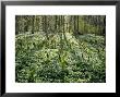 Ostrich Ferns, Nature Park, South Finland by Heikki Nikki Limited Edition Print