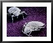 Bed Bugs by Kage Manfred Limited Edition Print