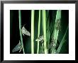 Mayfly, Adults, Newly Emerged by Oxford Scientific Limited Edition Print