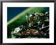 Imperial Blue, Ant Feeding From Caterpillar by Oxford Scientific Limited Edition Print