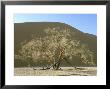 Camelthorn Acacia, Namib-Naukluft Park, Namibia by Stan Osolinski Limited Edition Print