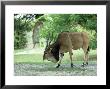 Eland, Male, Zoo Animal by Stan Osolinski Limited Edition Pricing Art Print