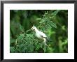Pied Imperial Pigeon, Loquat Fruit In Bill, Zoo Animal by Stan Osolinski Limited Edition Print
