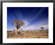 Quiver Tree Or Kokerboom, Namibia by Stan Osolinski Limited Edition Pricing Art Print