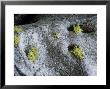 Wolf Lichen, Growing With Snow, Usa by Stan Osolinski Limited Edition Print