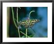 Tailed Jay, Aviary Animal by Stan Osolinski Limited Edition Print