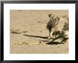 Ground Squirrel, Avoiding Strike From Deadly Juvenile Cape Cobra, South Africa by Richard Packwood Limited Edition Print