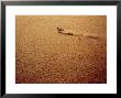 Oryx, Running In The Namib Desert by Mary Plage Limited Edition Pricing Art Print