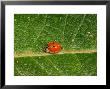 10-Spot Ladybird, Feeding, Cambridgeshire, Uk by Keith Porter Limited Edition Print