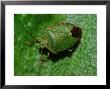 Common Green Shieldbug, Adult Basking, Cambridgeshire, Uk by Keith Porter Limited Edition Print