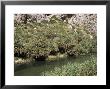 Endemic Palm, Preveli, Greece by Mike Powles Limited Edition Print