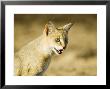 Indian Wild Cat, Ranthambhore, India by Mike Powles Limited Edition Print