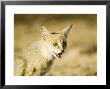 Indian Wild Cat, Head, India by Mike Powles Limited Edition Pricing Art Print