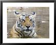 Bengal Tiger, Female In Water, India by Mike Powles Limited Edition Print