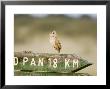 Clapper Lark, Male Singing On Signpost, Botswana by Mike Powles Limited Edition Print