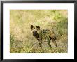 African Hunting Dog, Male Staring At Potential Prey, Okavango Delta, Botswana by Mike Powles Limited Edition Print