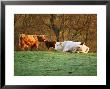 Cattle Resting, Scotland by Keith Ringland Limited Edition Pricing Art Print