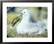 Black-Browed Albatross, Falklands by Rick Price Limited Edition Print