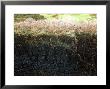 Cross-Section Of Peat, Scotland by Iain Sarjeant Limited Edition Print
