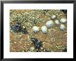 Limpets, Ross-Shire, Scotland by Iain Sarjeant Limited Edition Print