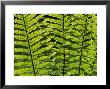 Male Fern, Inverness-Shire by Iain Sarjeant Limited Edition Print