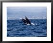 Humpback Whale, Breaching, Mexico by Gerard Soury Limited Edition Print