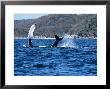 Humpback Whale, Mother And Calf, Puerto Vallarta by Gerard Soury Limited Edition Print
