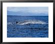 Blue Whale, Diving, Azores, Portugal by Gerard Soury Limited Edition Print