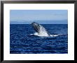 Blue Whale, Breaching, Azores, Portugal by Gerard Soury Limited Edition Print