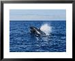 Blue Whale, Porpoising, Azores, Portugal by Gerard Soury Limited Edition Print