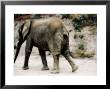 Blurred Image Of An Elephant Walking Away by Dane Holweger Limited Edition Print