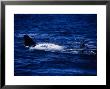 Southern Right Whale, Mating, Peninsula Valdes by Gerard Soury Limited Edition Print