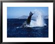 Humpback Whale, Female Lobtailing, Sea Of Cortez by Gerard Soury Limited Edition Print