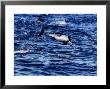 Long-Nosed Common Dolphin, Jumping, Sea Of Cortez by Gerard Soury Limited Edition Print