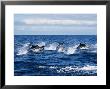 Striped Dolphin, Porpoising, Portugal by Gerard Soury Limited Edition Print