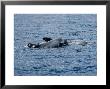 Rissos Dolphin, Mother And Calf, Portugal by Gerard Soury Limited Edition Print