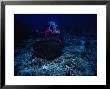 Feathertail Sting Ray, With Diver Felidu Atoll, Maldives by Gerard Soury Limited Edition Print