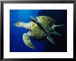 Hawksbill Turtle, Swimming, Red Sea by Gerard Soury Limited Edition Print